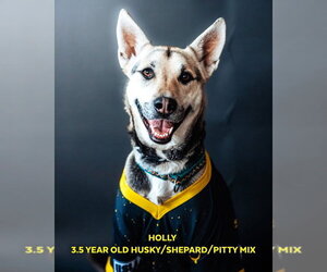 Siberian Husky-Unknown Mix Dogs for adoption in Cedar Crest, NM, USA