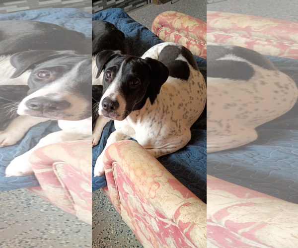 Medium Photo #4 Dalmatian-Unknown Mix Puppy For Sale in NYC, NY, USA