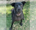 Small #7 Labrador Retriever Mix