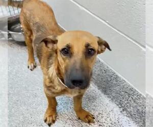 Black Mouth Cur-Unknown Mix Dogs for adoption in Houston, TX, USA