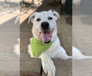 Labrador Retriever-Unknown Mix Dogs for adoption in Matawan, NJ, USA