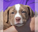Small #5 American Staffordshire Terrier-Boston Terrier Mix