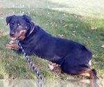 Small #15 Rottweiler