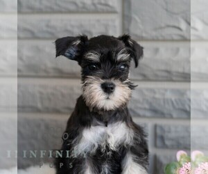 Schnauzer (Miniature) Puppy for sale in MIFFLINBURG, PA, USA