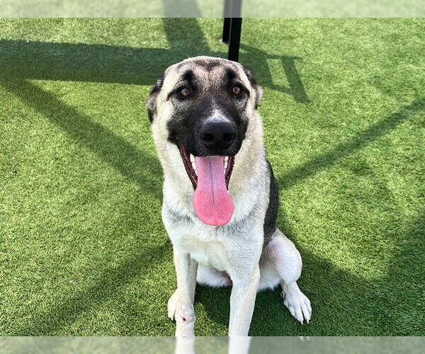 Medium Photo #1 Anatolian Shepherd-Unknown Mix Puppy For Sale in Orange, CA, USA