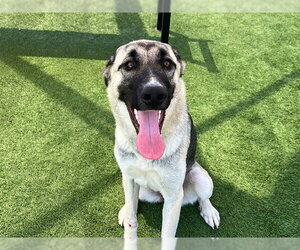 Anatolian Shepherd-Unknown Mix Dogs for adoption in Orange, CA, USA