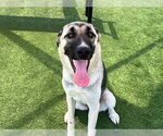 Small Anatolian Shepherd Mix