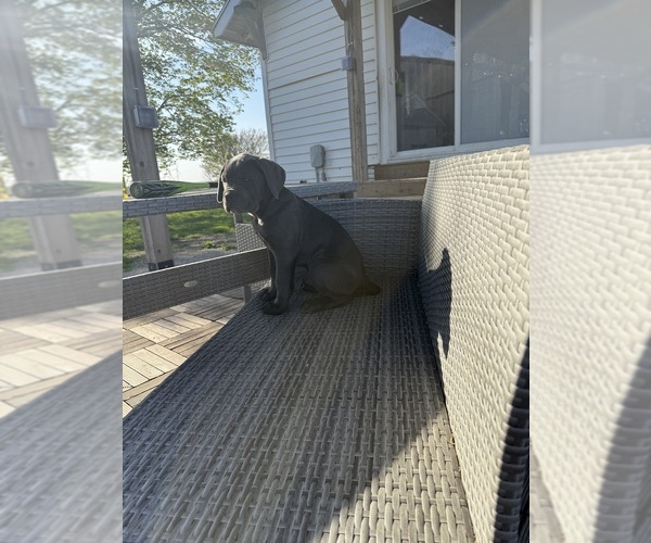 Medium Photo #7 Cane Corso Puppy For Sale in STUART, IA, USA