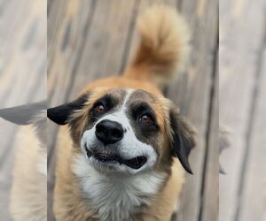 Alphie - Male Australian Shepherd-Unknown Mix Dog for Adoption - Photo #2