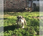 Small Photo #3 Bulldog Puppy For Sale in VICTORIA, TX, USA