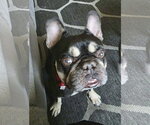 Small #2 French Bulldog