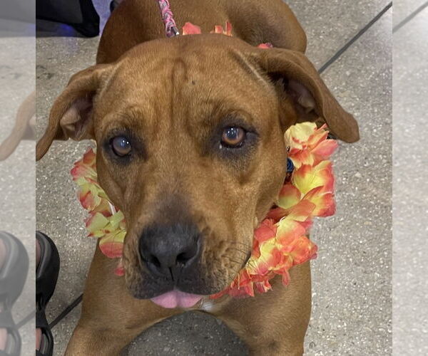 Medium Photo #1 Mutt Puppy For Sale in Fort Pierce, FL, USA