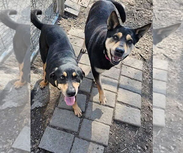 Medium Photo #4 Mutt Puppy For Sale in Bloomingdale, NJ, USA