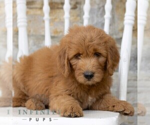 Goldendoodle Puppy for sale in KUTZTOWN, PA, USA