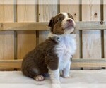 Small Photo #6 Australian Shepherd Puppy For Sale in JEROMESVILLE, OH, USA