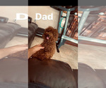 Small Photo #1 Poodle (Toy) Puppy For Sale in HIALEAH, FL, USA