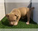 Small #14 American Bully