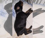 Small Photo #4 Doberman Pinscher Puppy For Sale in WHEELING, IL, USA