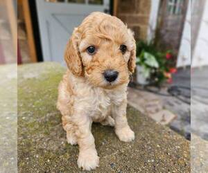 Goldendoodle (Miniature) Puppy for sale in MANHEIM, PA, USA