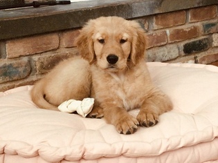 Golden Retriever Puppy for sale in YORKTOWN HEIGHTS, NY, USA