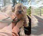 Winnie (GA) - Female Mutt Dog for Adoption - Small photo