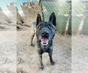 Mutt Dog for Adoption in Santa Maria, California USA