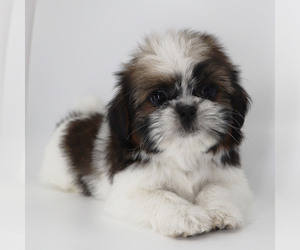 Shih Tzu Puppy for sale in LOS ANGELES, CA, USA