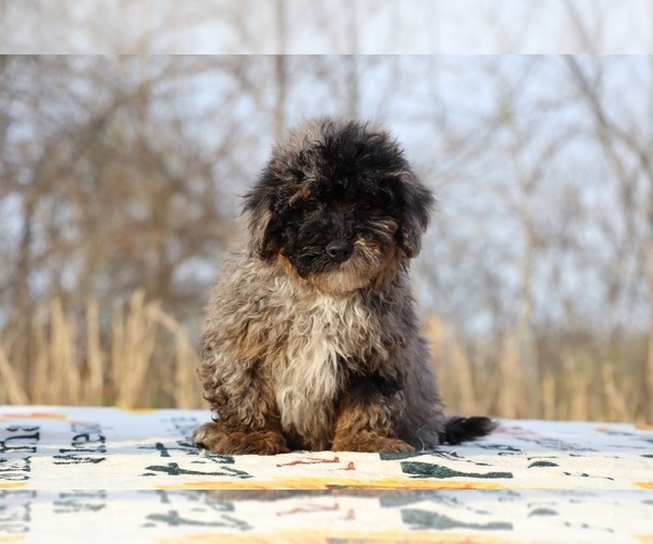 Medium Photo #44 ShihPoo Puppy For Sale in DYERSBURG, TN, USA