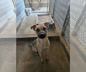 Mutt Dogs for adoption in El Centro, CA, USA