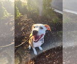 Small #15 American Pit Bull Terrier Mix