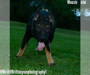 German Shepherd Dog-Siberian Husky Mix Puppy for sale in MULBERRY, FL, USA