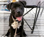 Small American Pit Bull Terrier