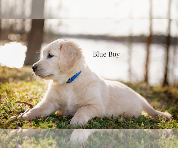 Medium Photo #2 Golden Retriever Puppy For Sale in HARTWELL, GA, USA