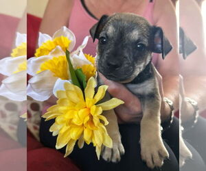 Mutt Dogs for adoption in miami, FL, USA