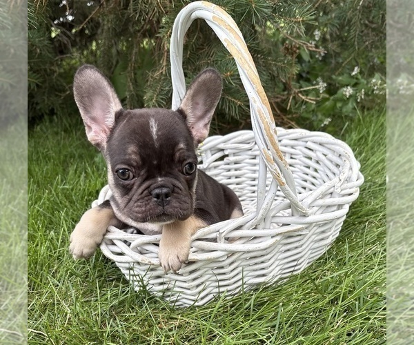 Medium Photo #3 French Bulldog Puppy For Sale in MIDDLEBURY, IN, USA