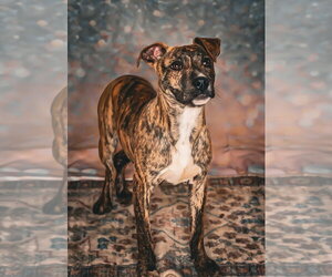 Bull Terrier-Unknown Mix Dogs for adoption in Chouteau, OK, USA