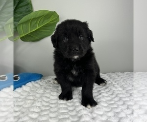 Golden Retriever-Miniature American Shepherd Mix Puppy for Sale in FRANKLIN, Indiana USA