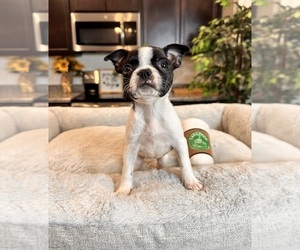 Boston Terrier Puppy for sale in GREENWOOD, IN, USA