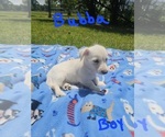 Small Photo #24 Chizer Puppy For Sale in MONTEZUMA, GA, USA