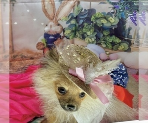 Pomeranian Puppy for sale in CASSVILLE, MO, USA