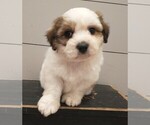 Small Photo #2 Zuchon Puppy For Sale in NEW YORK MILLS, MN, USA