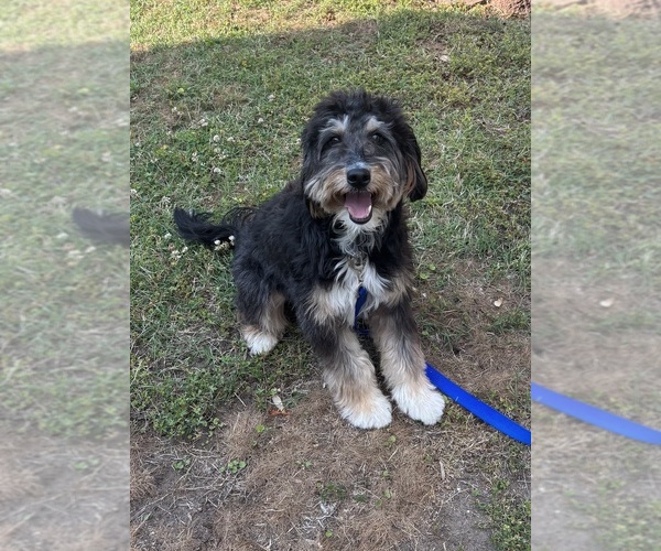 Medium Photo #1 Bernedoodle (Miniature) (+ Poodle Miniature) Puppy For Sale in NEWPORT NEWS, VA, USA
