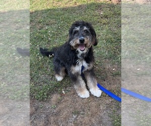 Bernedoodle (Miniature) (+ Poodle Miniature) Puppy for sale in NEWPORT NEWS, VA, USA