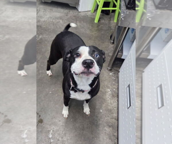 Medium Photo #1 American Pit Bull Terrier Puppy For Sale in Evansville, IN, USA