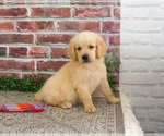 Small #4 Golden Retriever