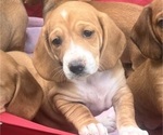 Puppy Betty White Dachshund-Redbone Coonhound Mix