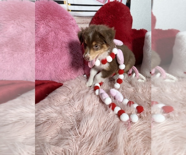 Medium Photo #10 Australian Shepherd Puppy For Sale in NEW BRAUNFELS, TX, USA