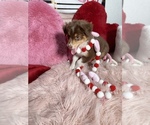 Small Photo #40 Australian Shepherd Puppy For Sale in NEW BRAUNFELS, TX, USA