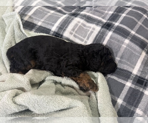Medium Photo #11 Poodle (Miniature) Puppy For Sale in CONCORD, MN, USA