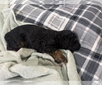 Litter of 7 - Male(s) and Female(s) Poodle (Miniature)Litter of Puppies for Sale - Photo #11